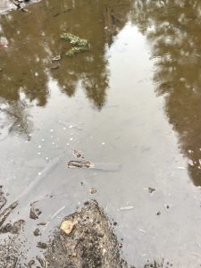 Forêt brûlée sous l’eau